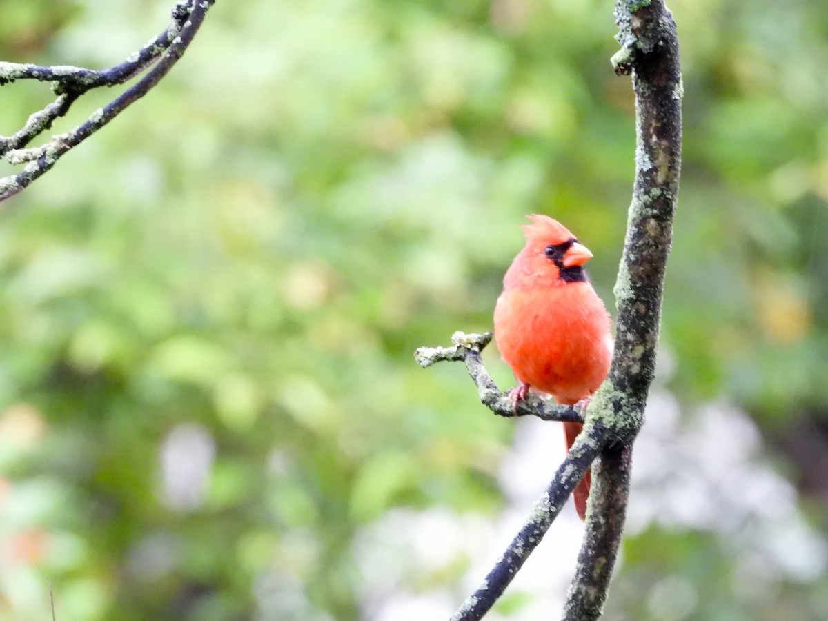Northern Cardinal - ML644032315