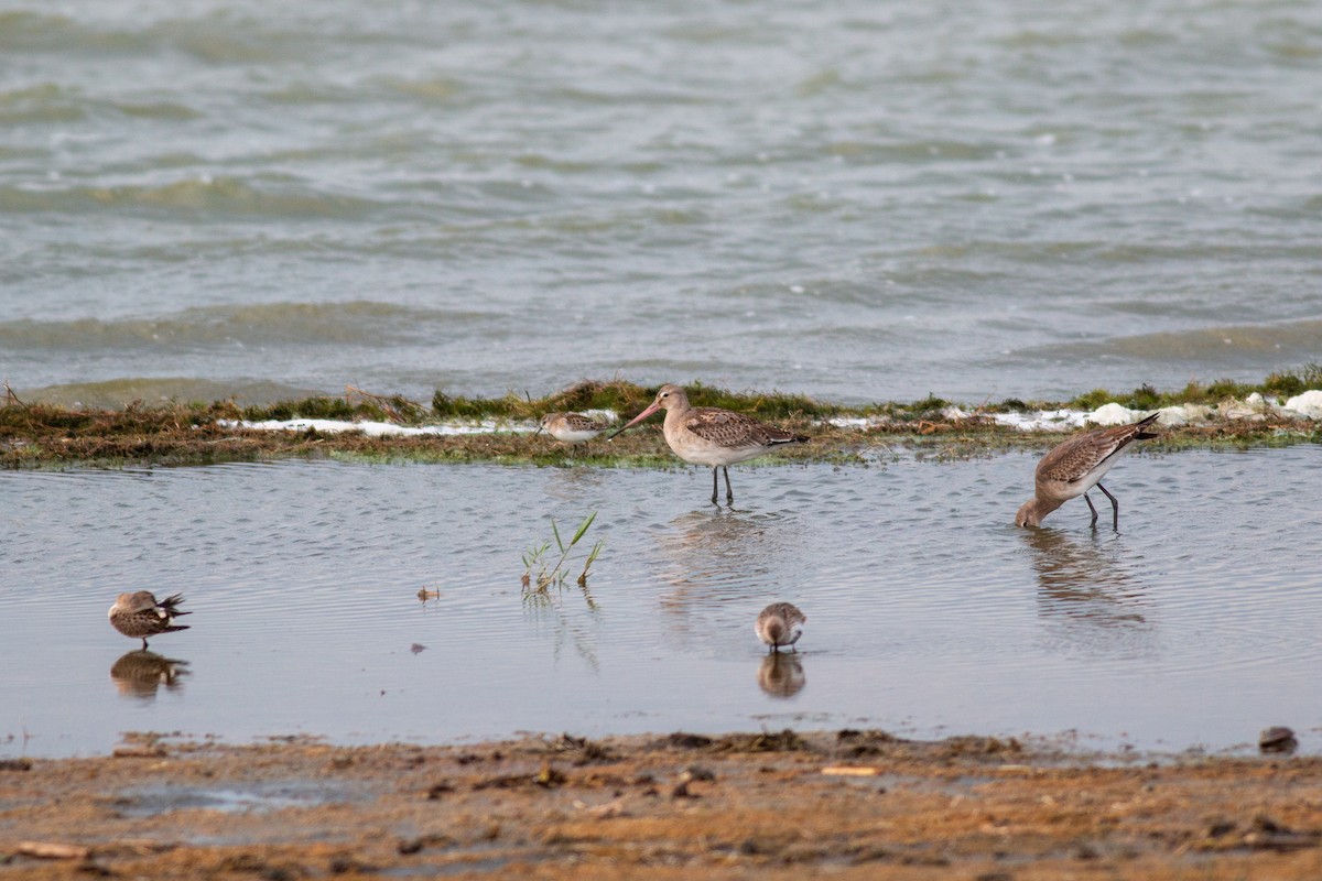 Black-tailed Godwit - ML644032316