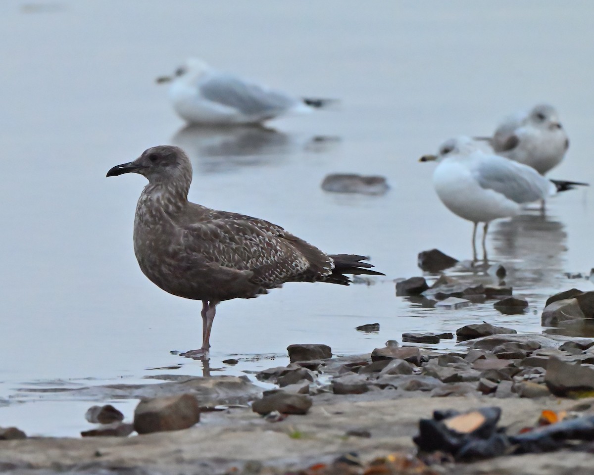 American Herring Gull - ML644032317