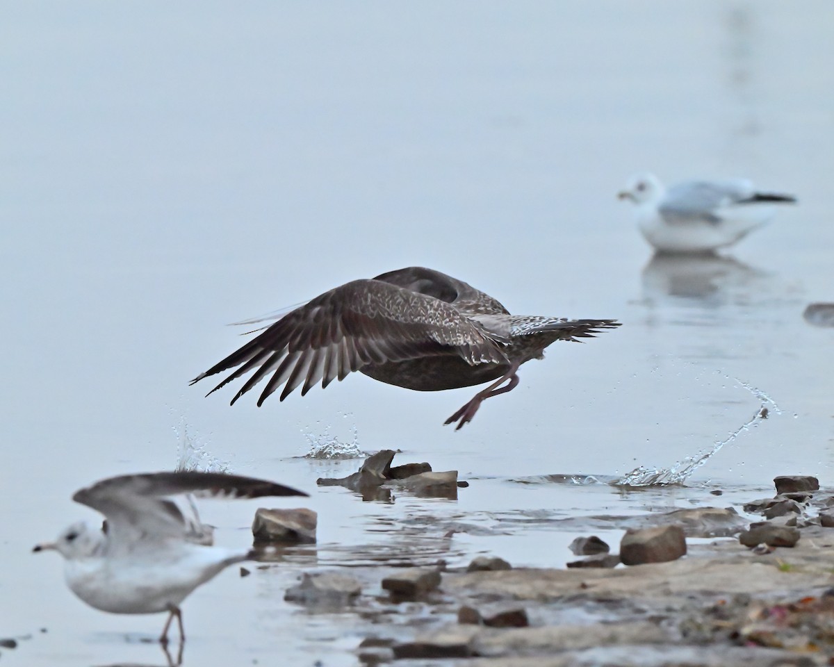 American Herring Gull - ML644032318