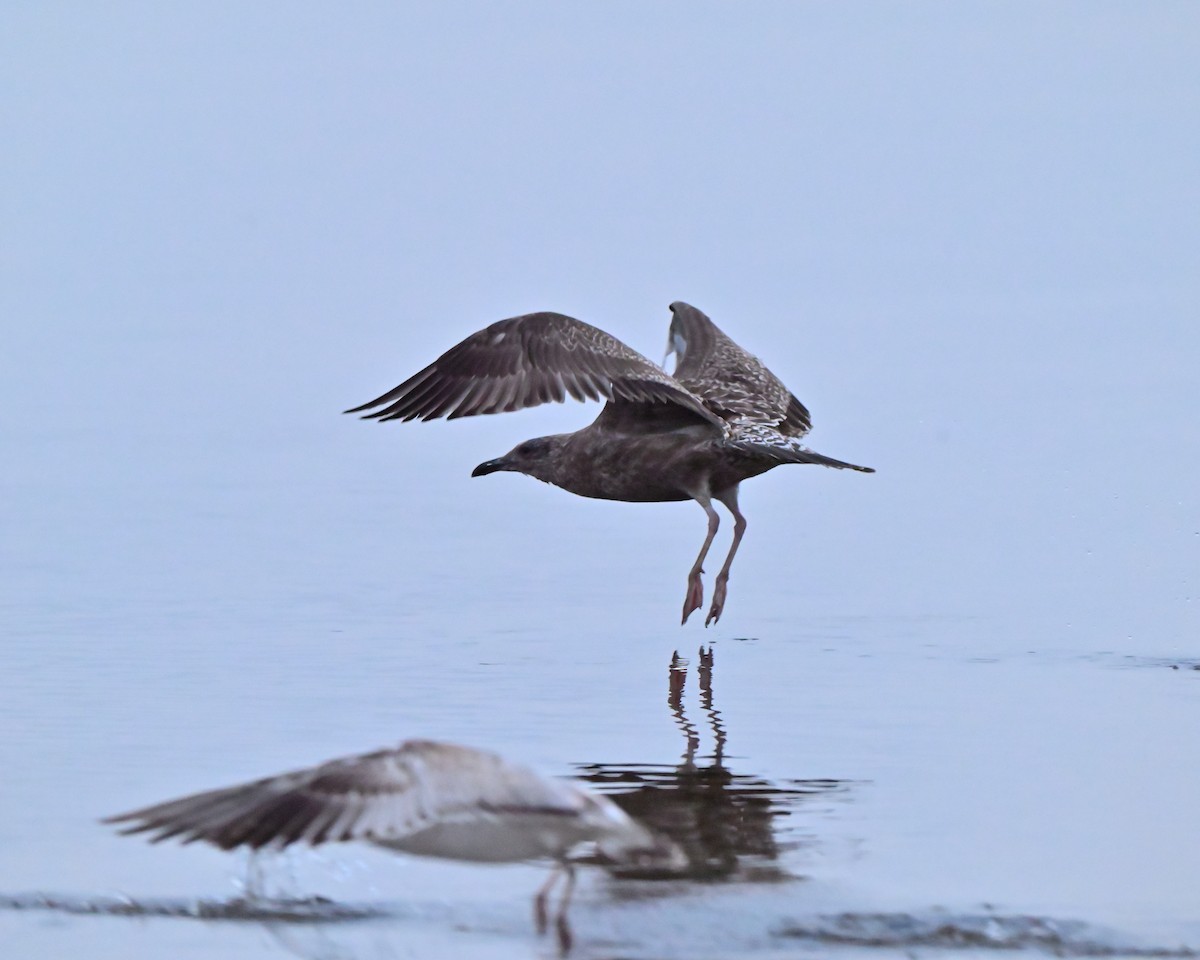 American Herring Gull - ML644032319