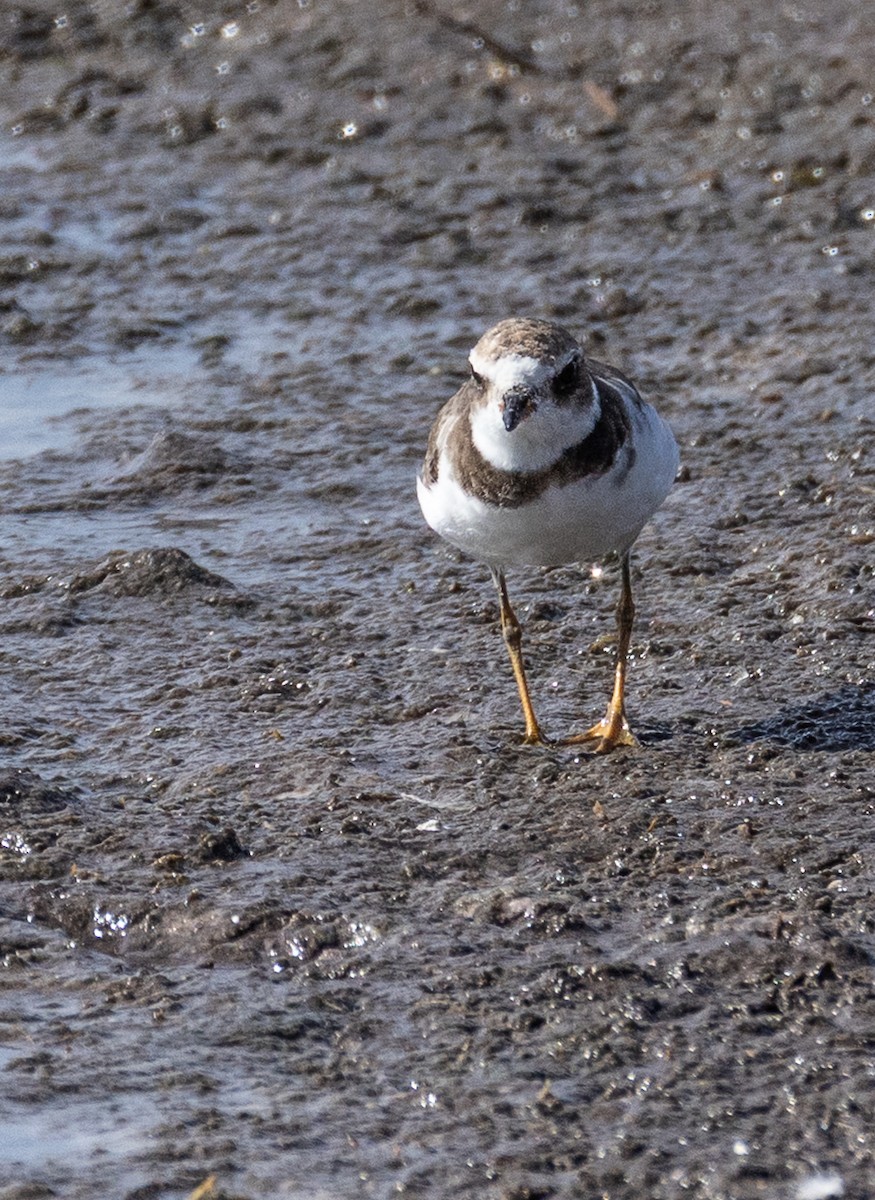 Semipalmated Plover - ML644032320