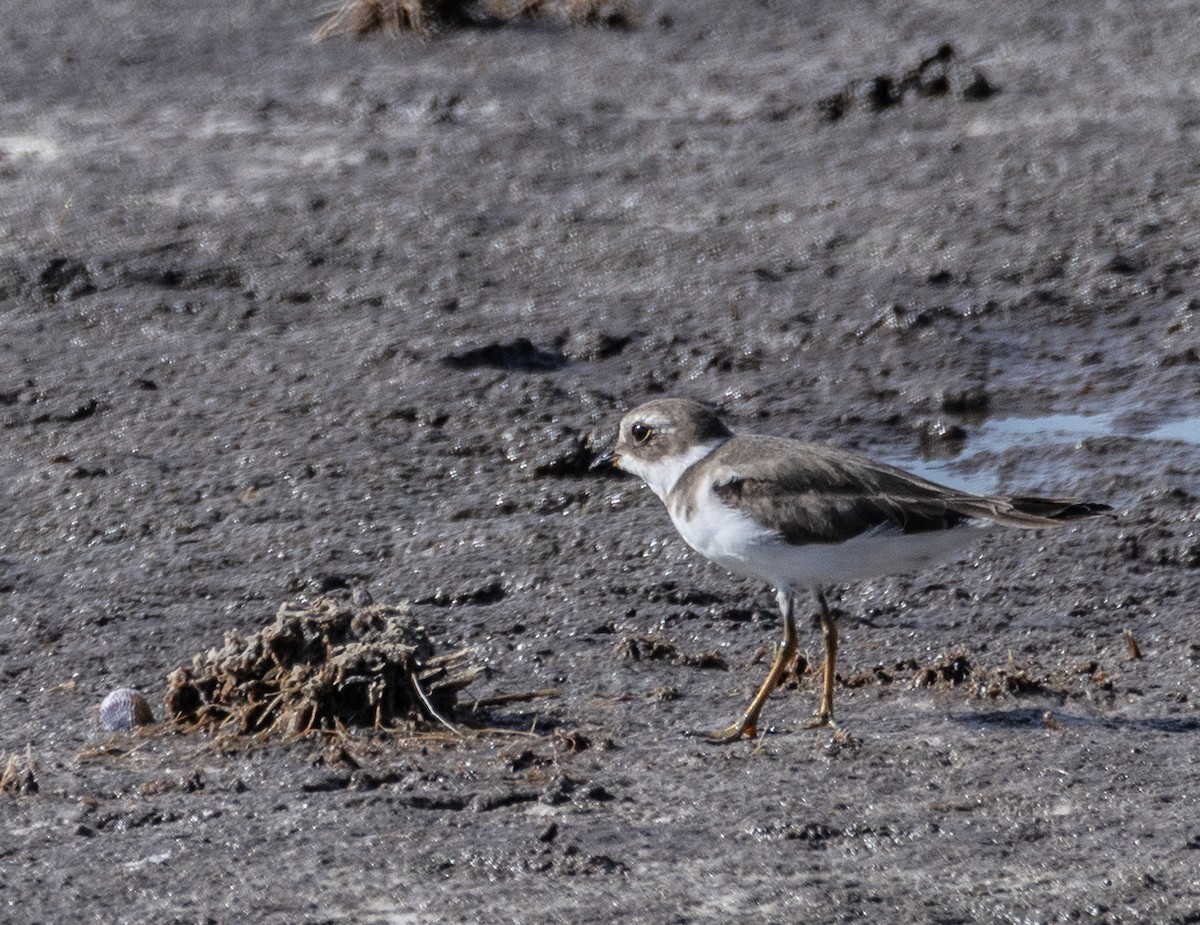 Semipalmated Plover - ML644032321