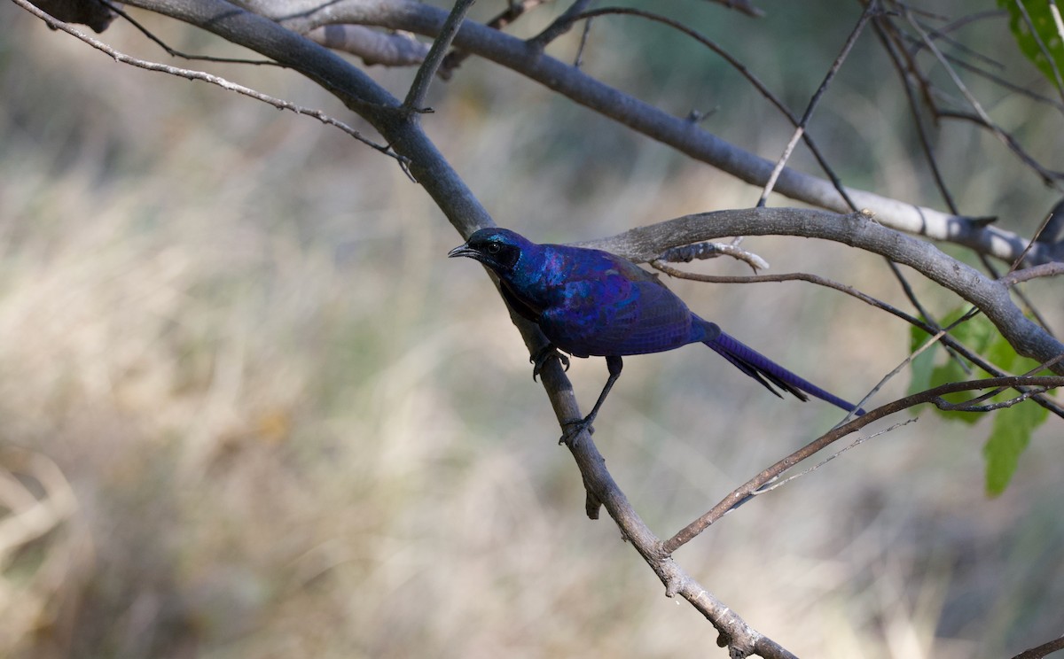 Burchell's Starling - ML644032324