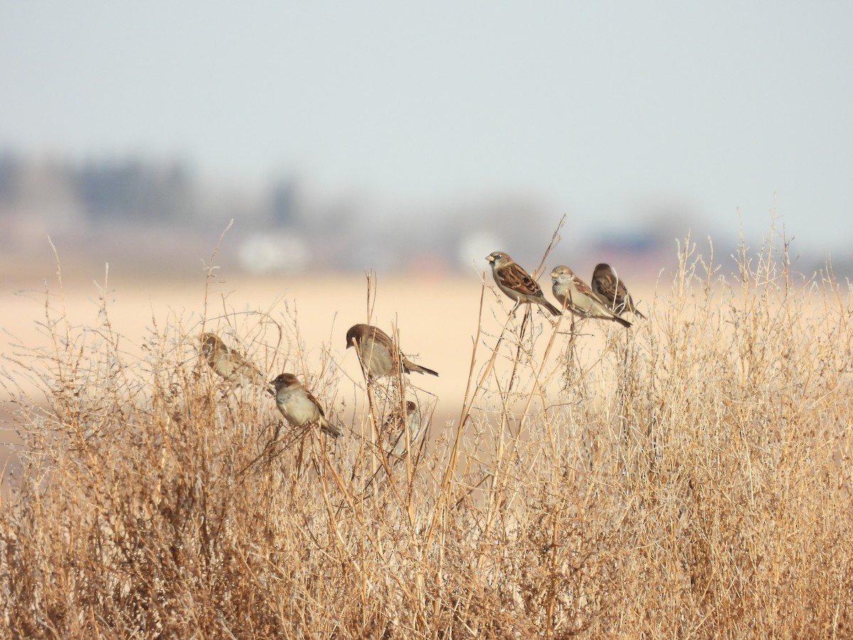 House Sparrow - ML644032326
