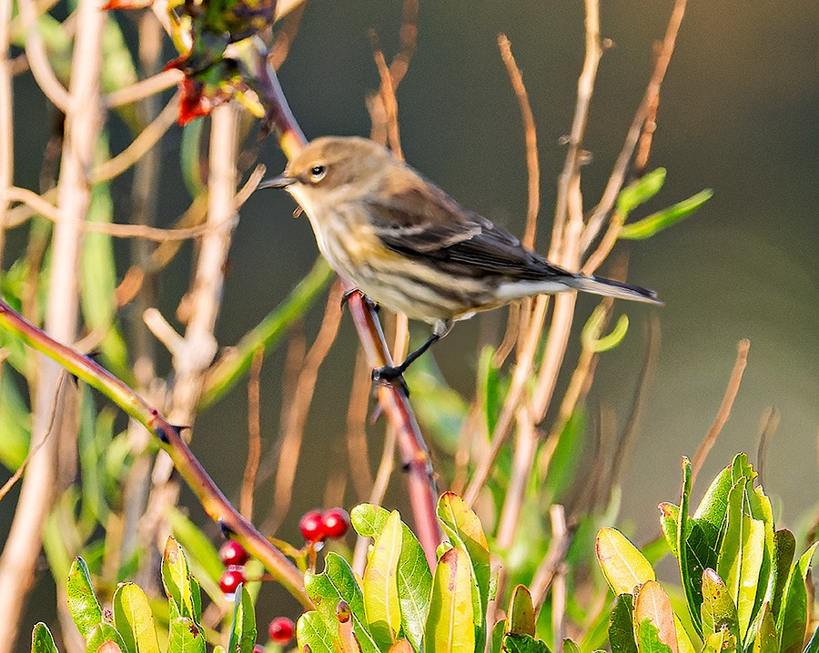 Yellow-rumped Warbler (Myrtle) - ML644032327