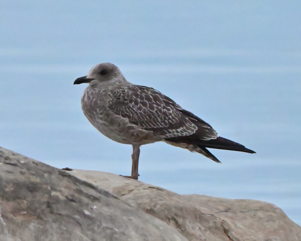 Lesser Black-backed Gull - ML644032329