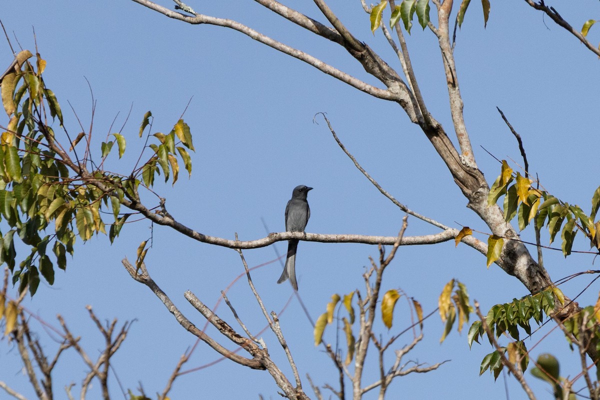 Ashy Drongo - ML644032338