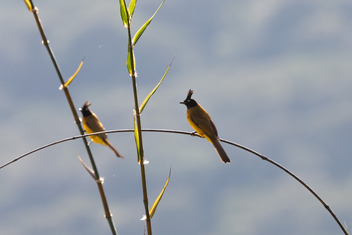 Black-crested Bulbul - ML644032341