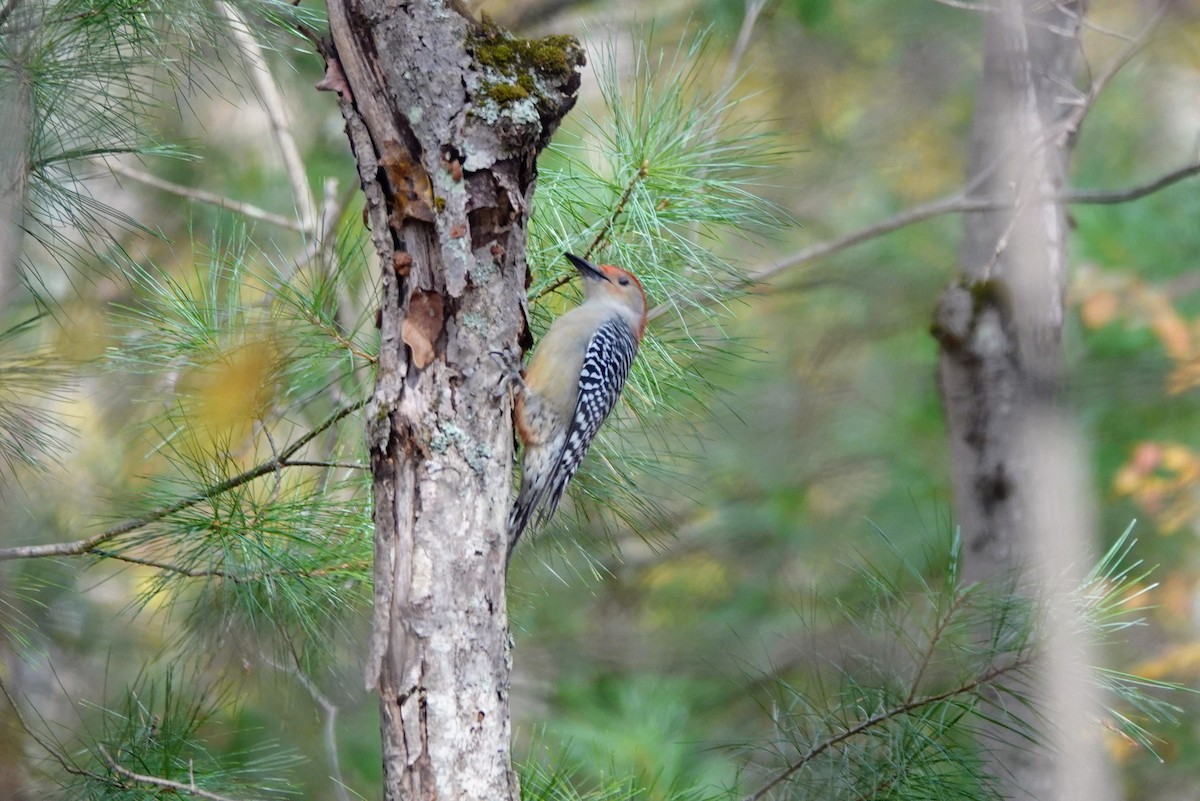 Red-bellied Woodpecker - ML644032358