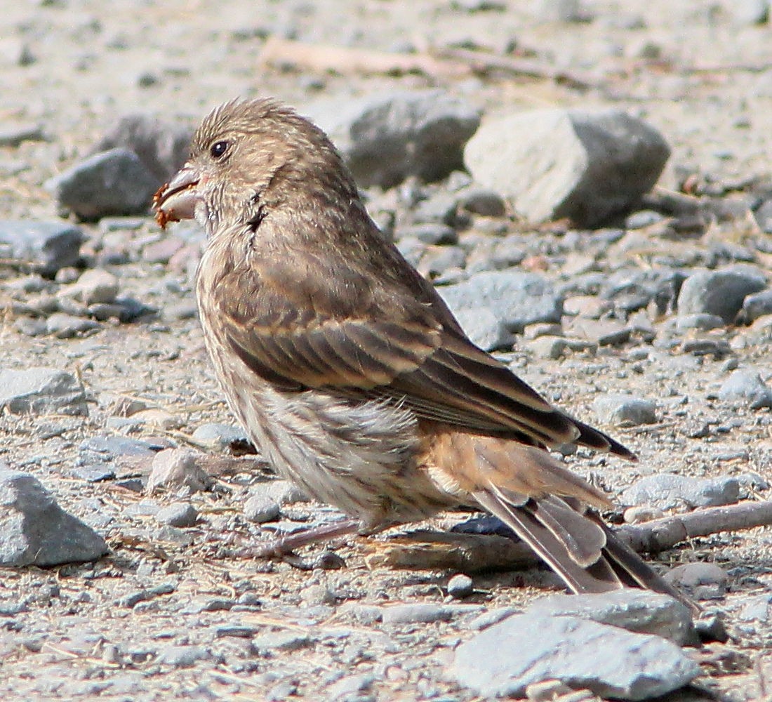 Ev Çütresi - ML644032367