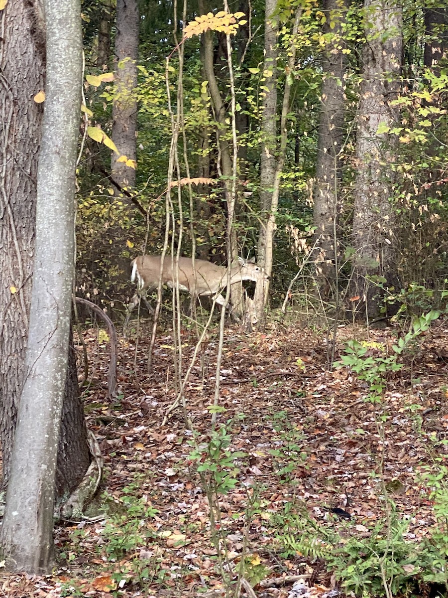 White-tailed Deer - ML644032372