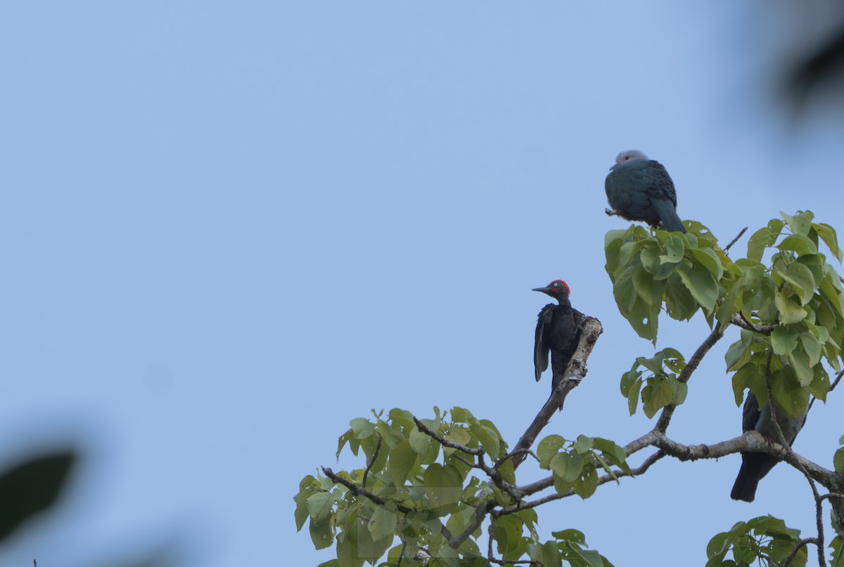 Andaman Woodpecker - ML644032378