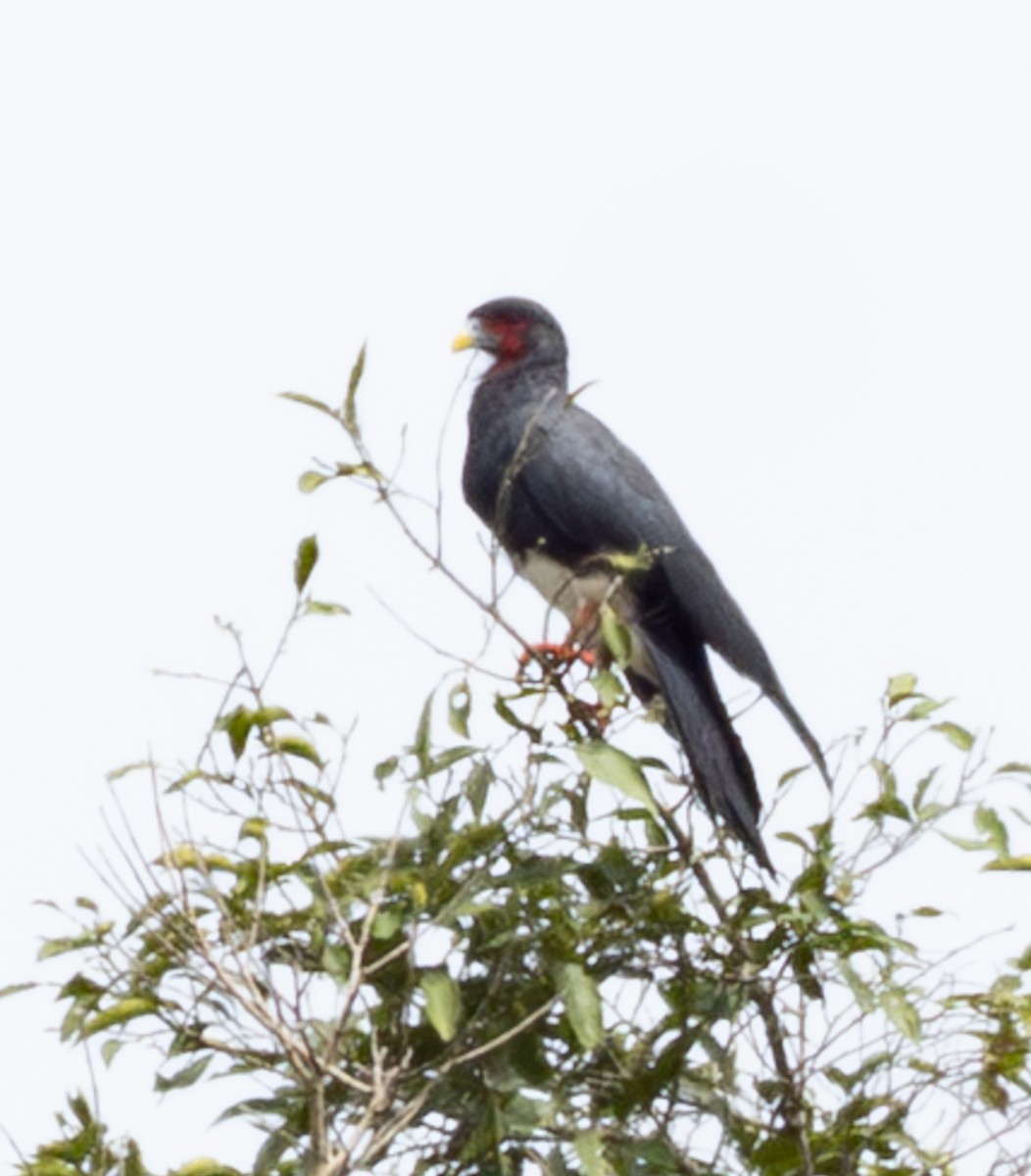 Red-throated Caracara - ML644032386