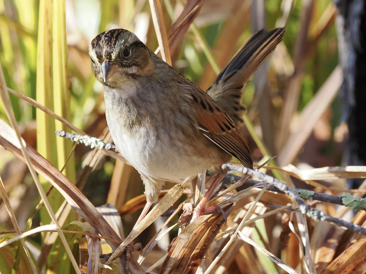 Swamp Sparrow - ML644032424