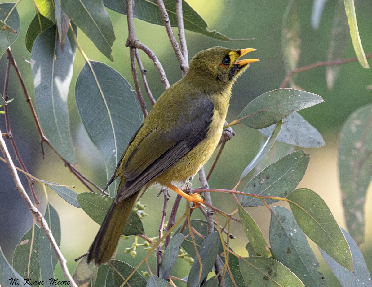Bell Miner - ML644032438