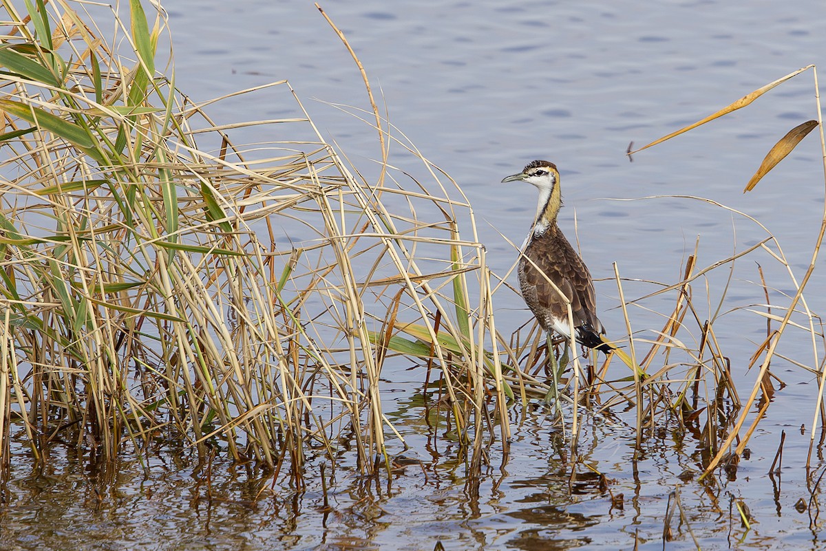 Pheasant-tailed Jacana - ML644032450
