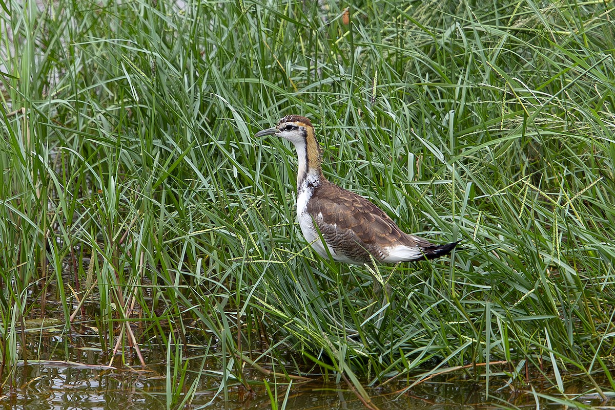 Pheasant-tailed Jacana - ML644032451