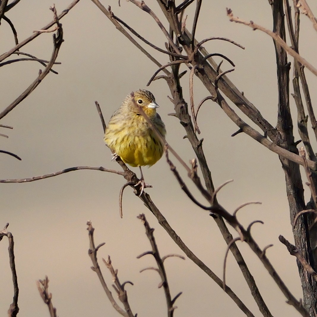 Stripe-tailed Yellow-Finch - ML644032458