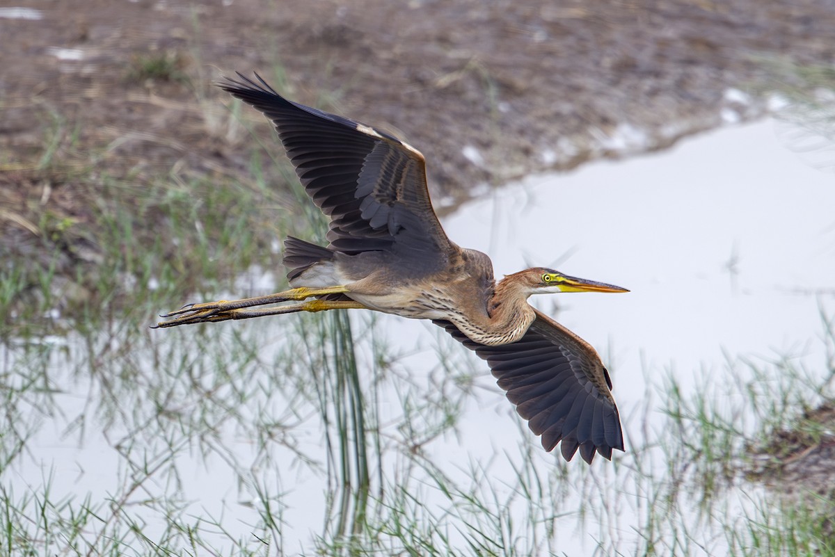 Purple Heron (Purple) - ML644032462
