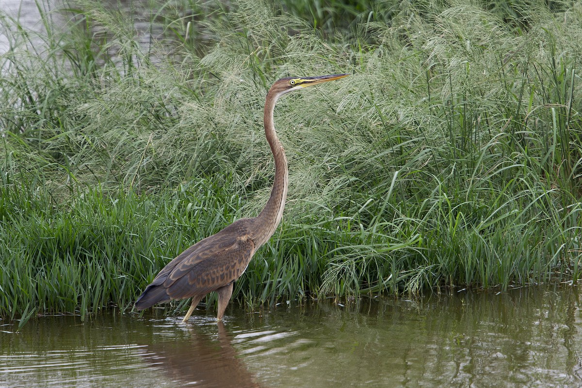 Purple Heron (Purple) - ML644032463