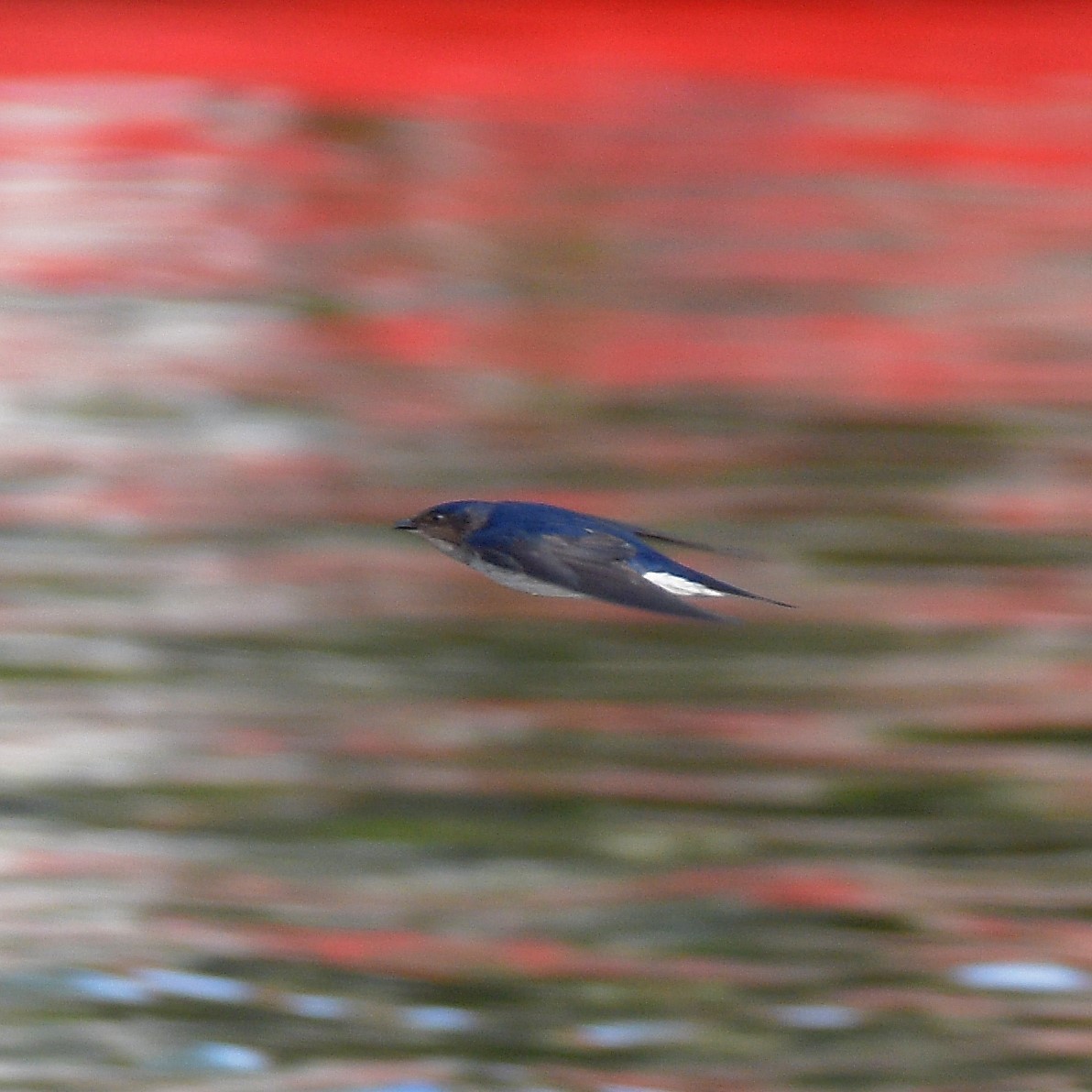 Gray-breasted Martin - ML644032484