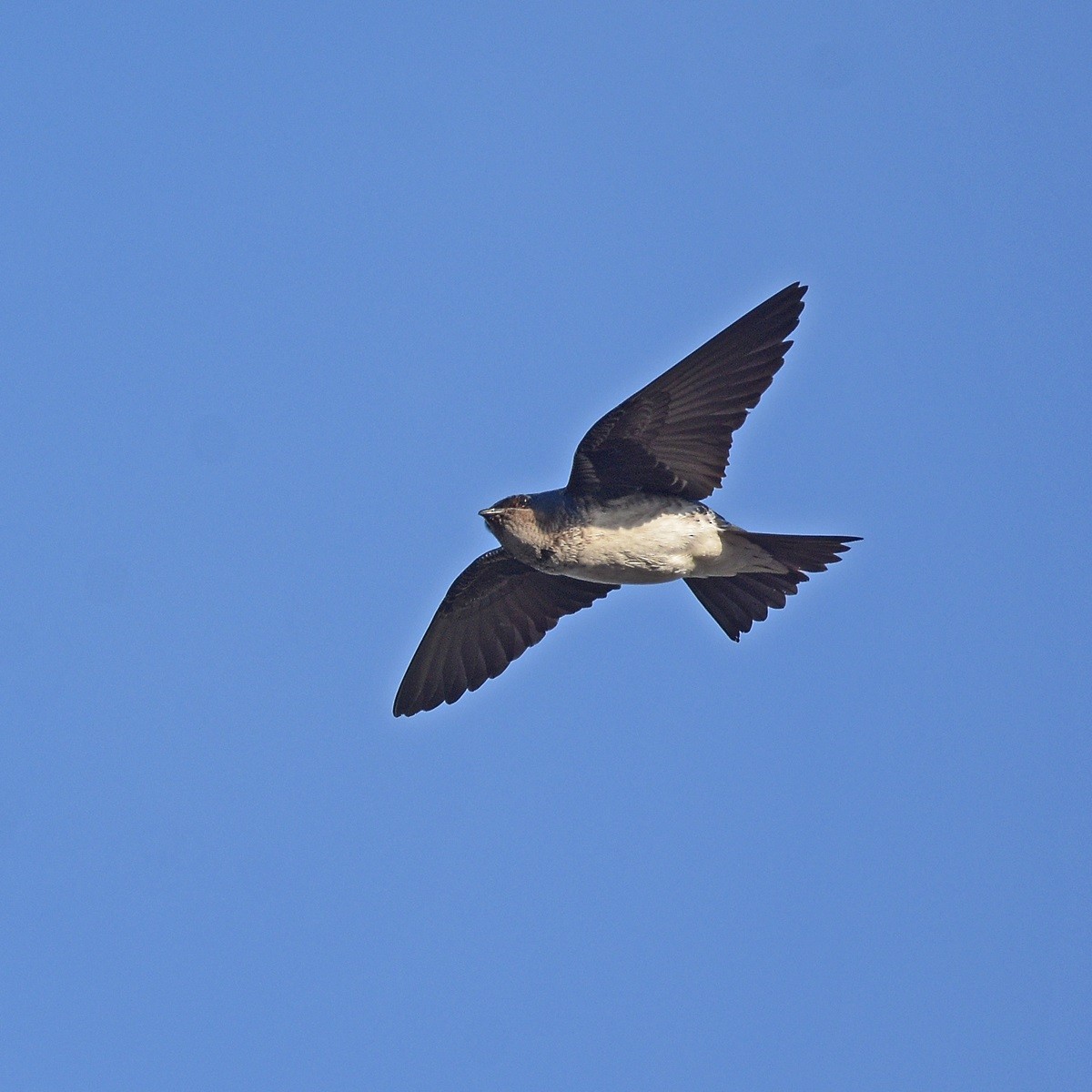 Gray-breasted Martin - ML644032485