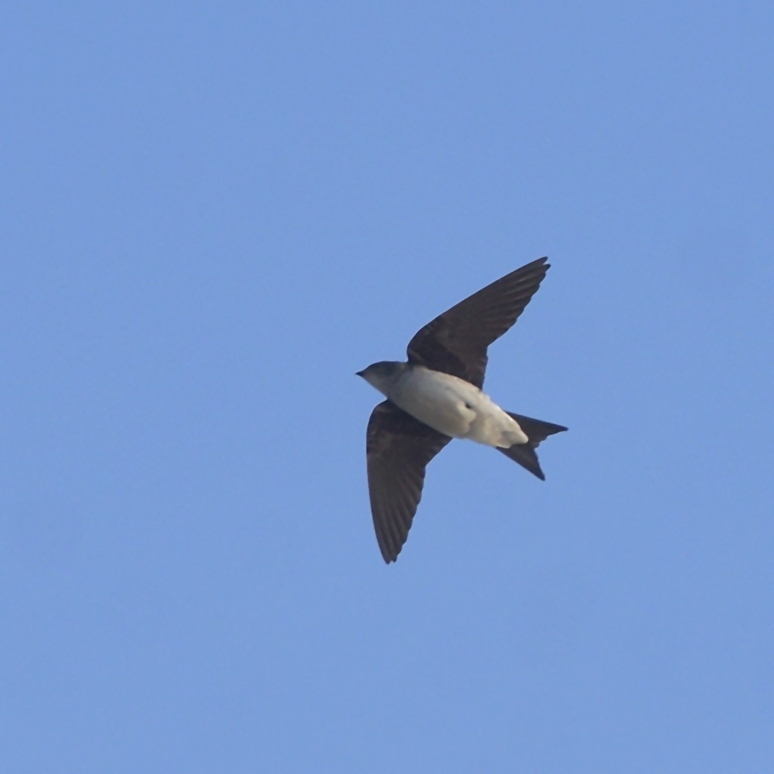 Gray-breasted Martin - ML644032486