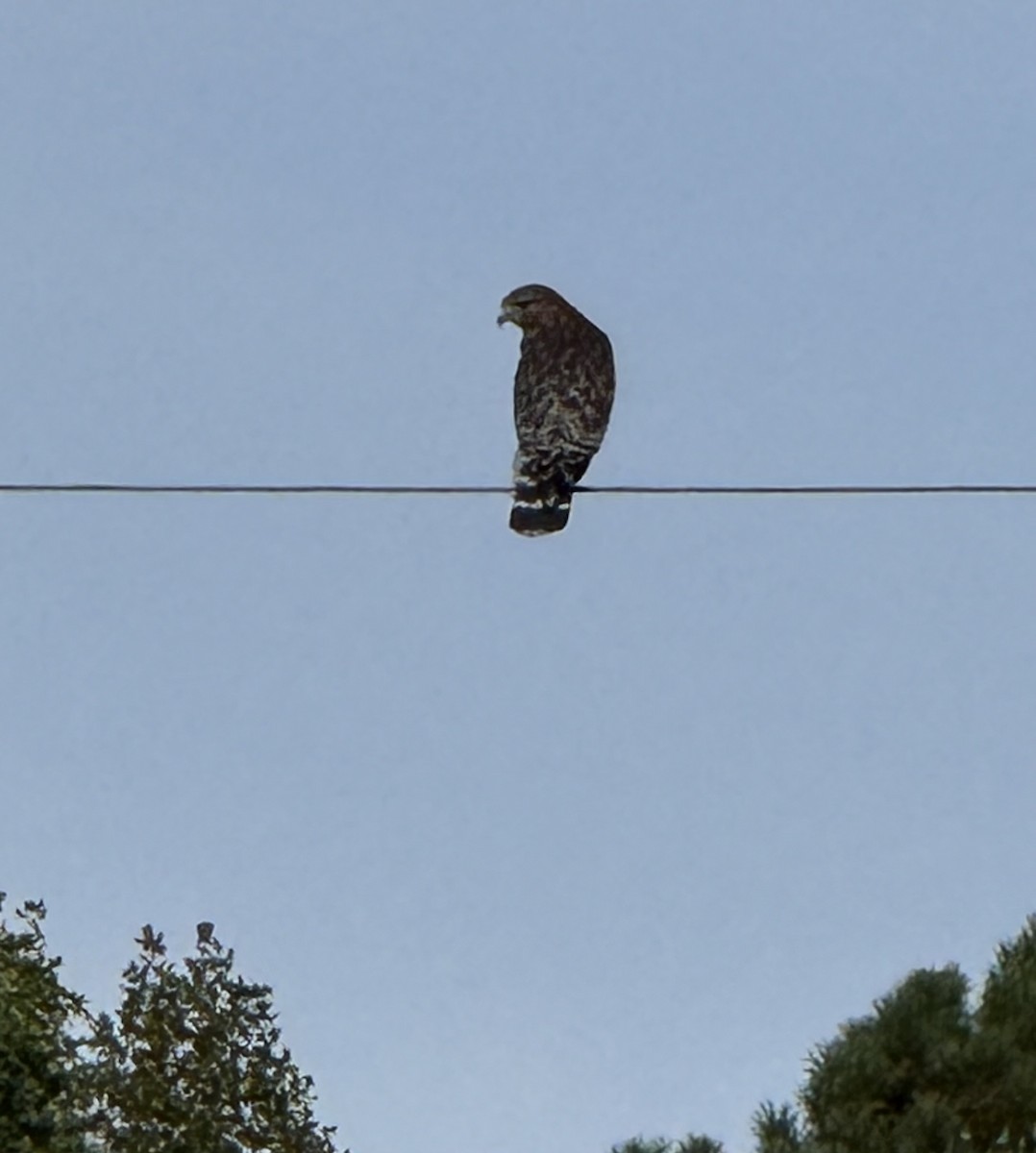 カタアカノスリ - ML644032488