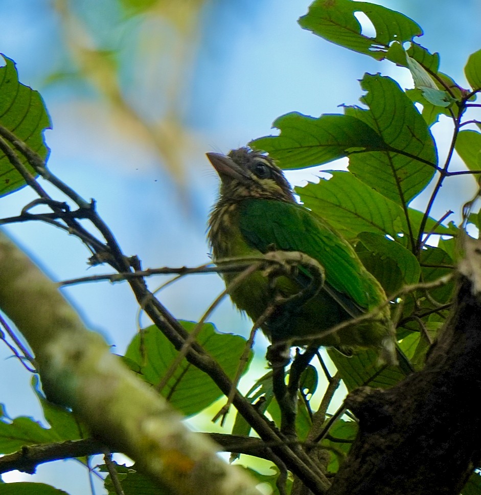 White-cheeked Barbet - ML644032490