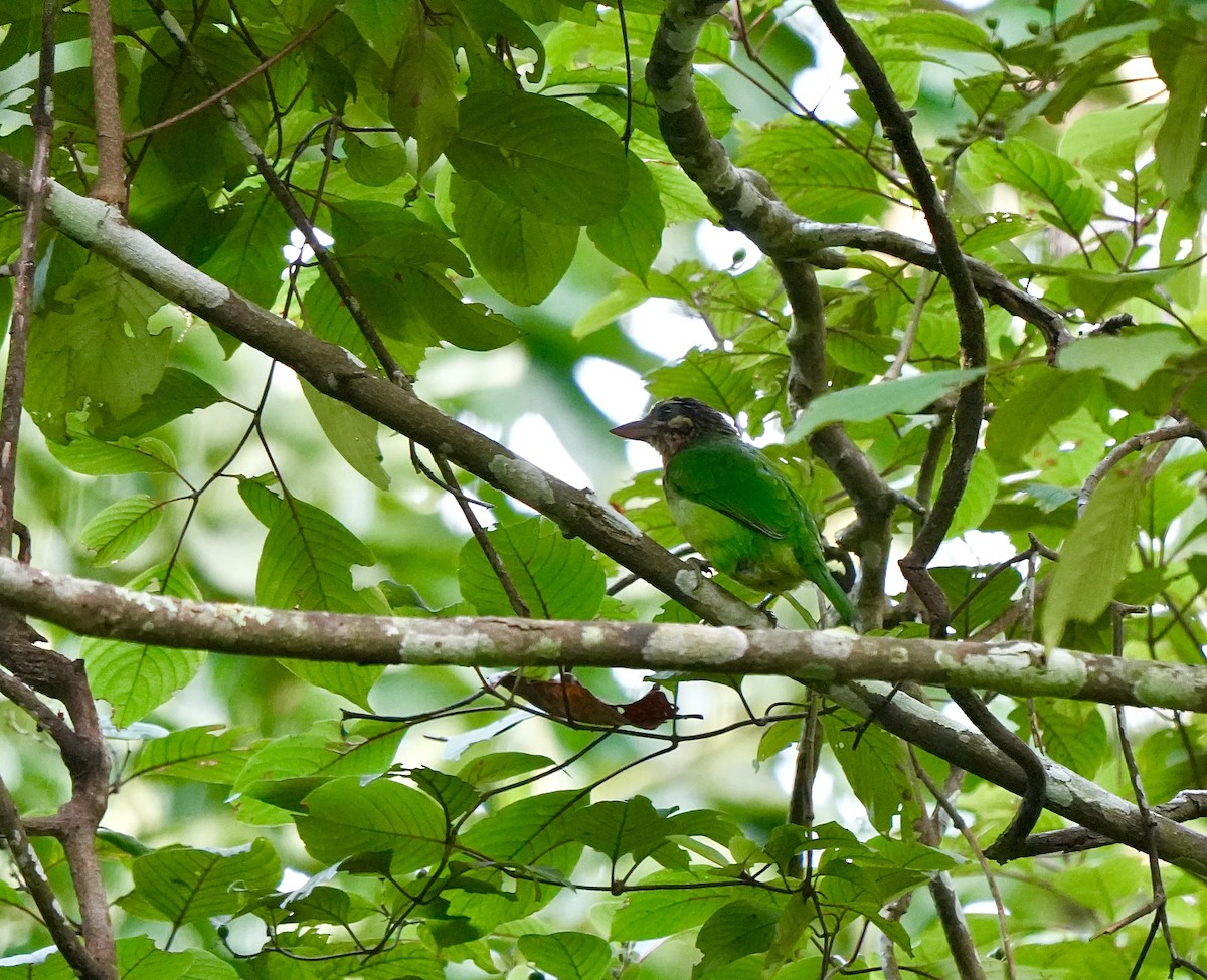 White-cheeked Barbet - ML644032491