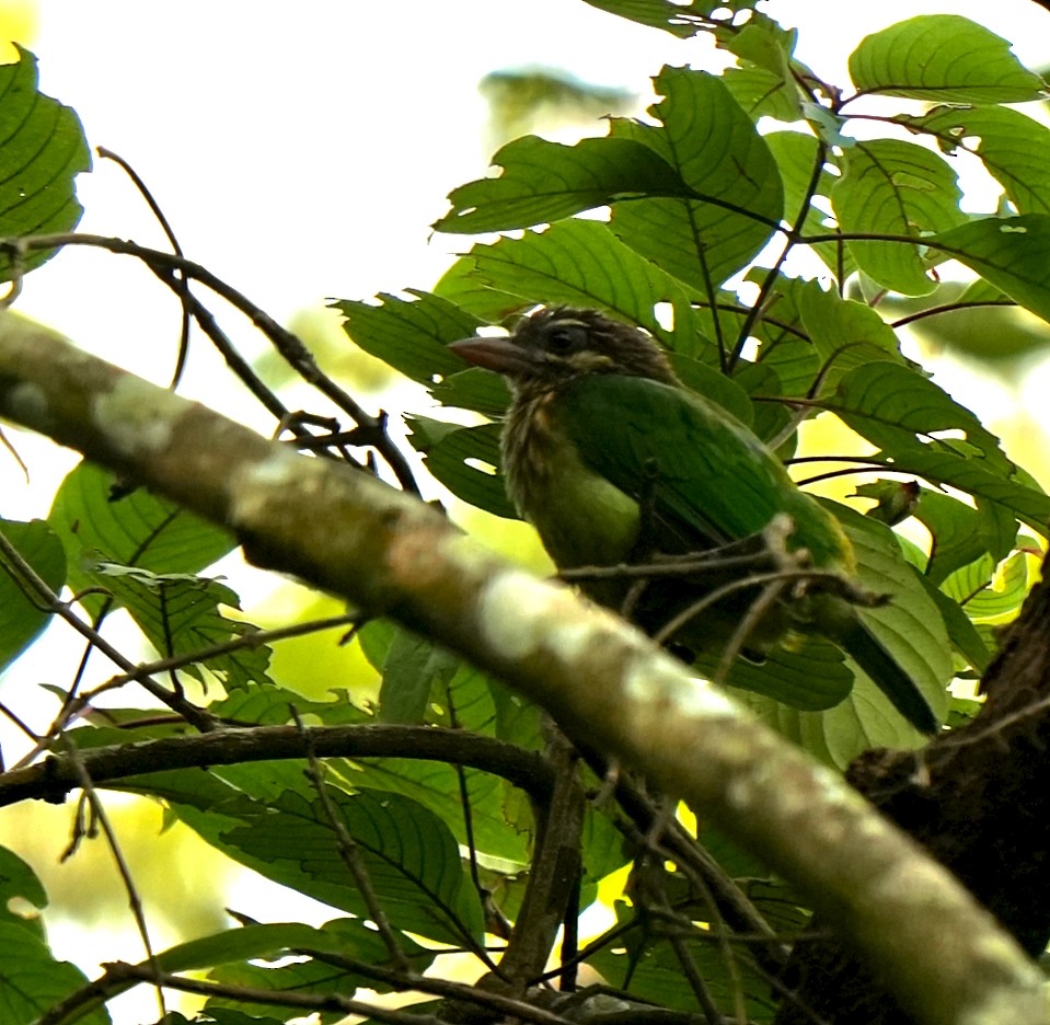 White-cheeked Barbet - ML644032492