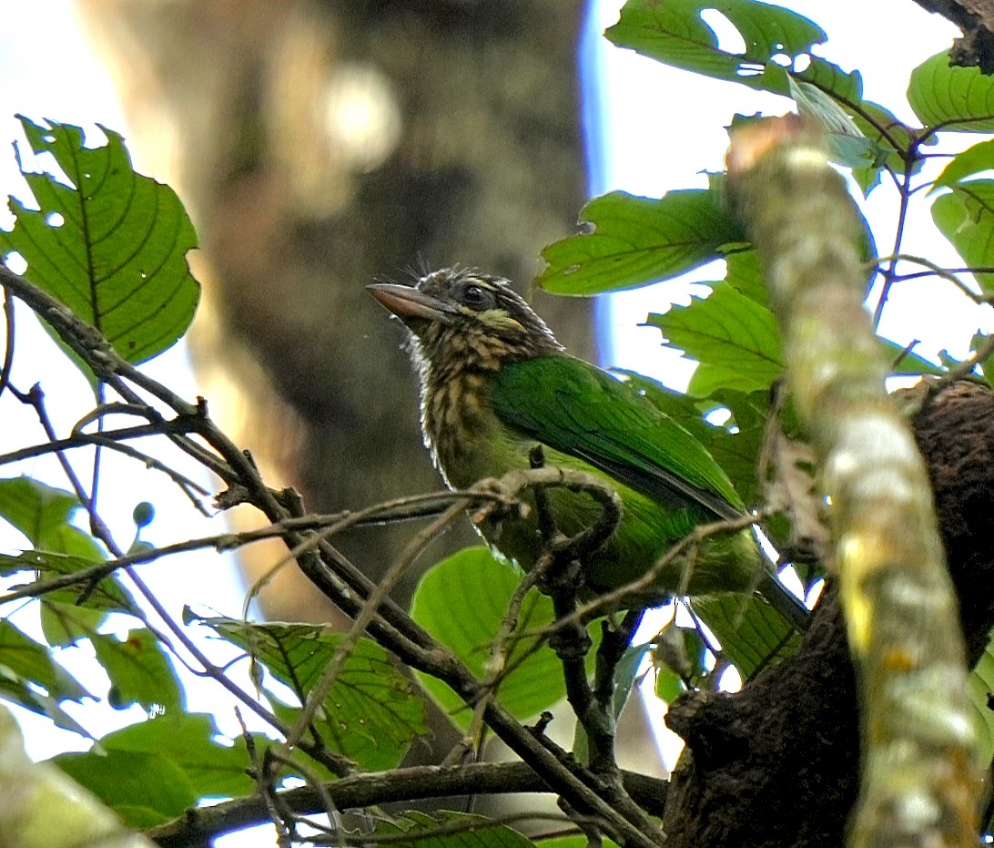 White-cheeked Barbet - ML644032493