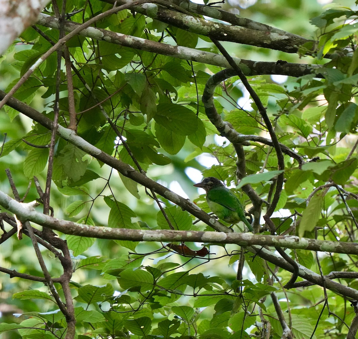 White-cheeked Barbet - ML644032495