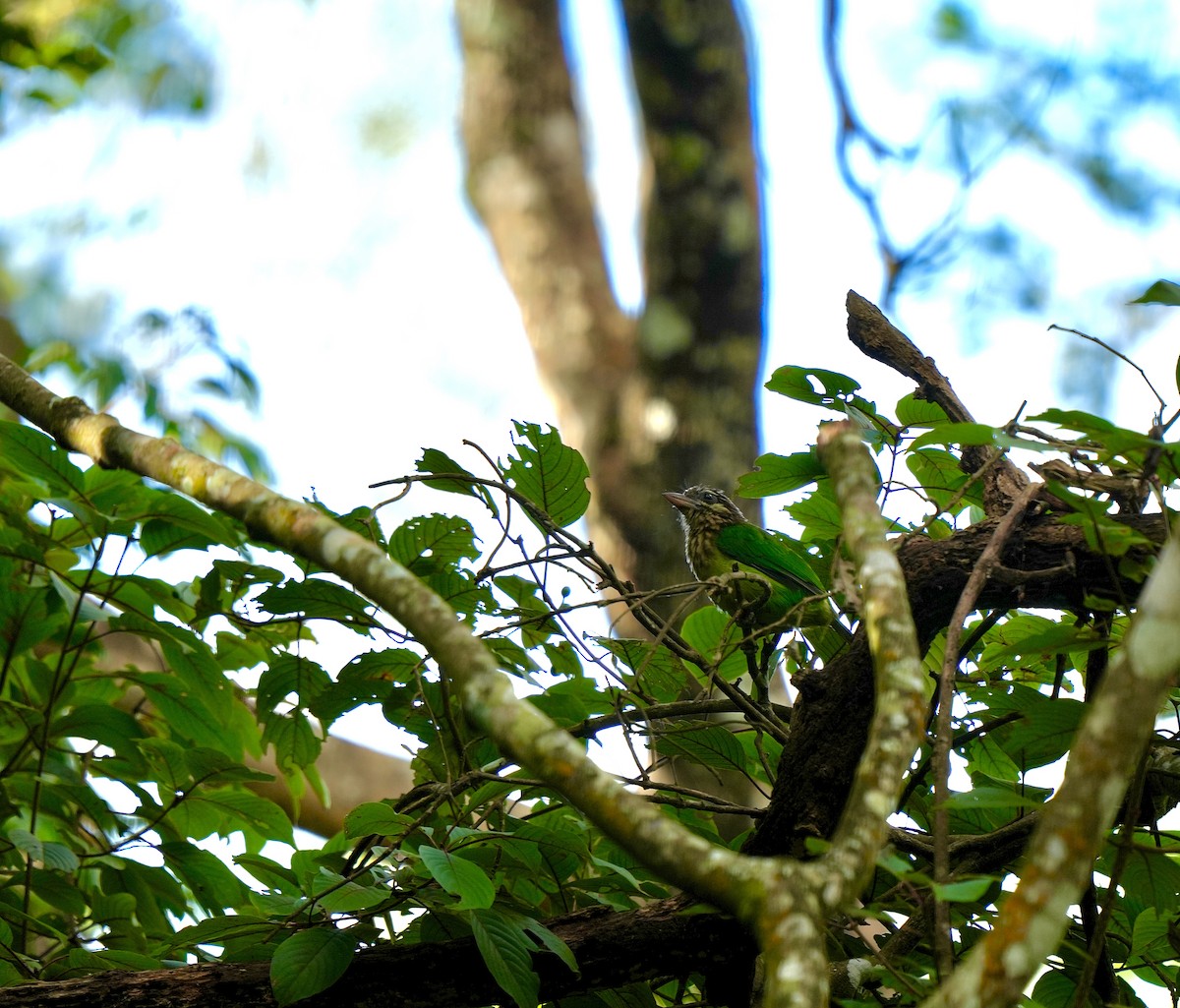 White-cheeked Barbet - ML644032496