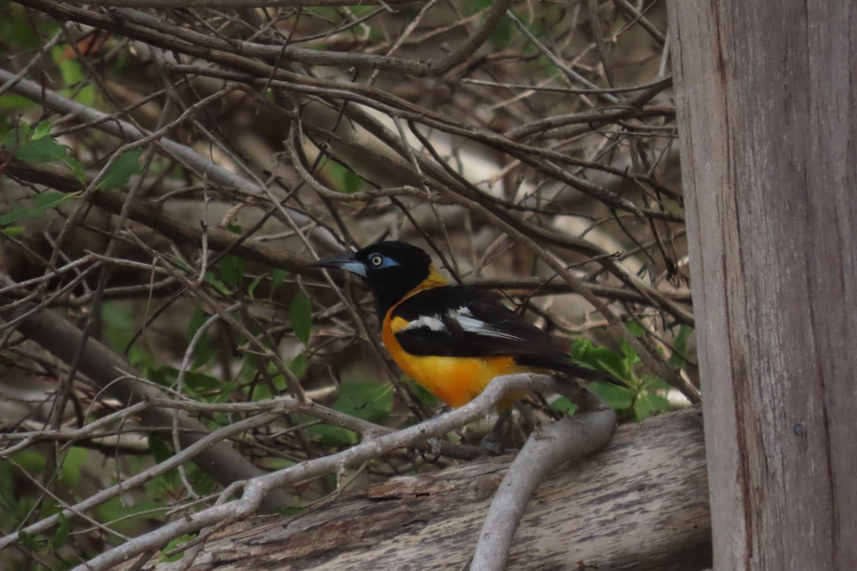 Venezuelan Troupial - ML644032512