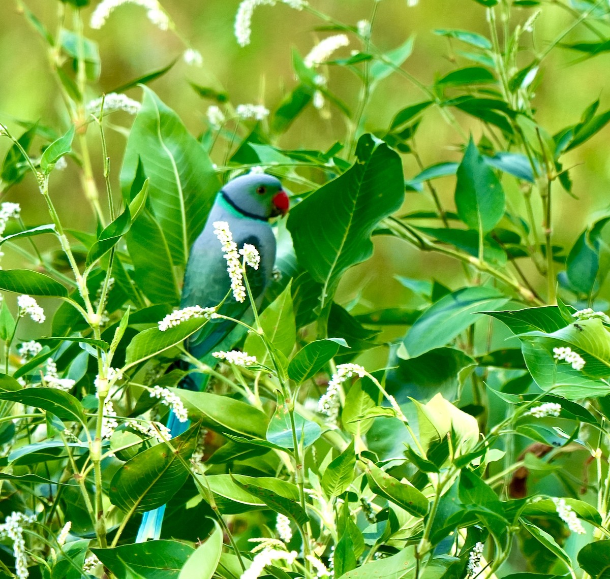 ミドリワカケインコ - ML644032521
