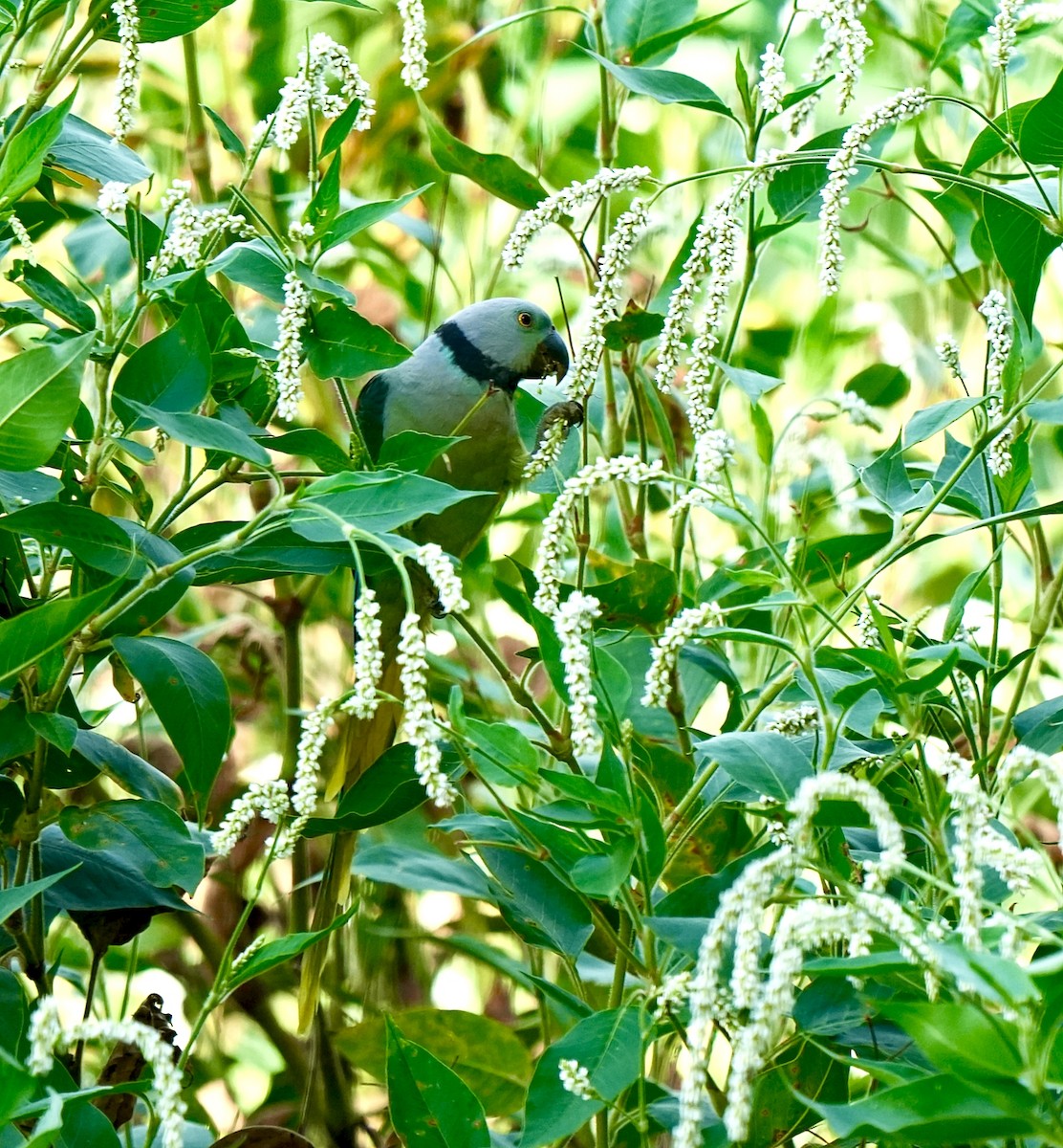 ミドリワカケインコ - ML644032522