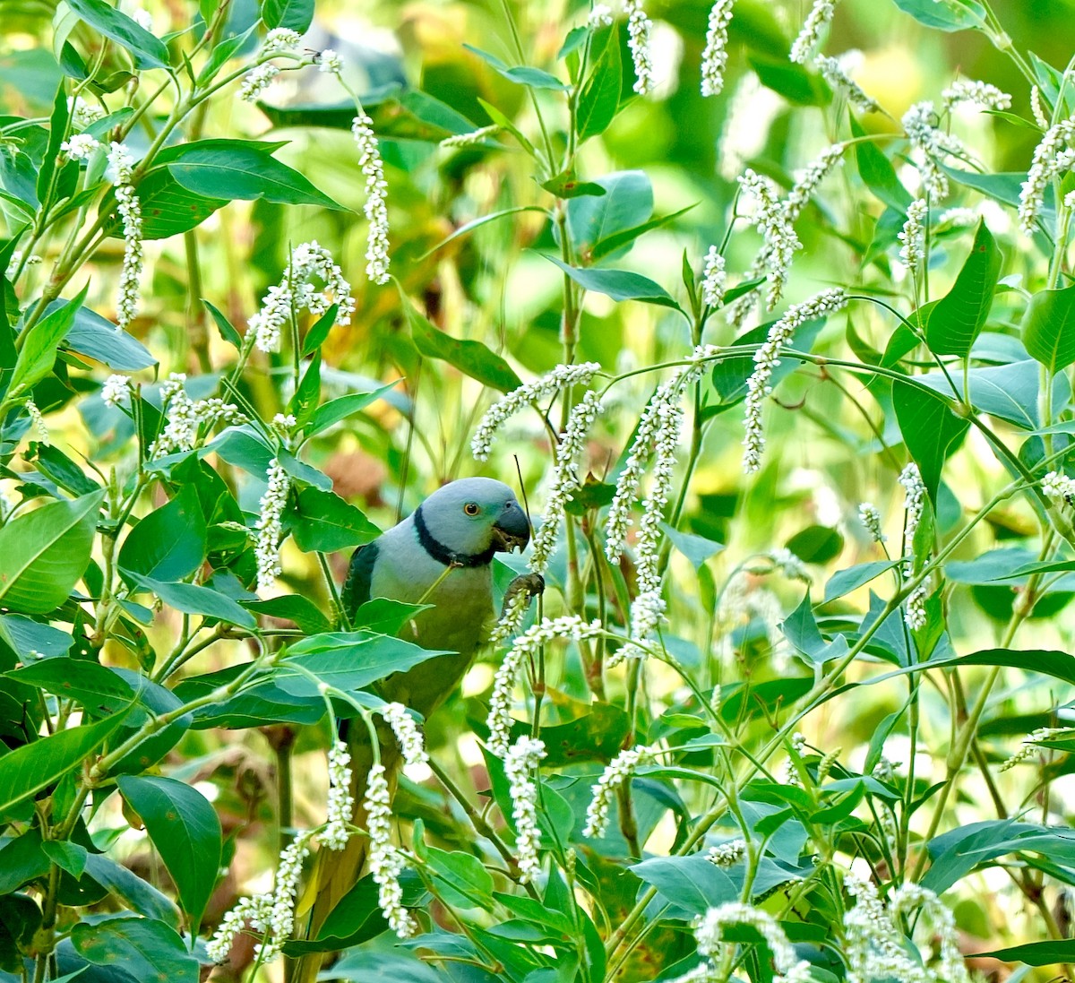 ミドリワカケインコ - ML644032524