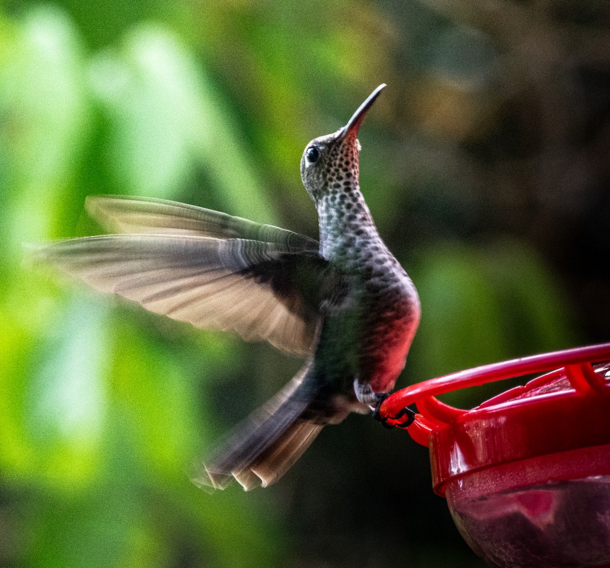 Many-spotted Hummingbird - ML644032539
