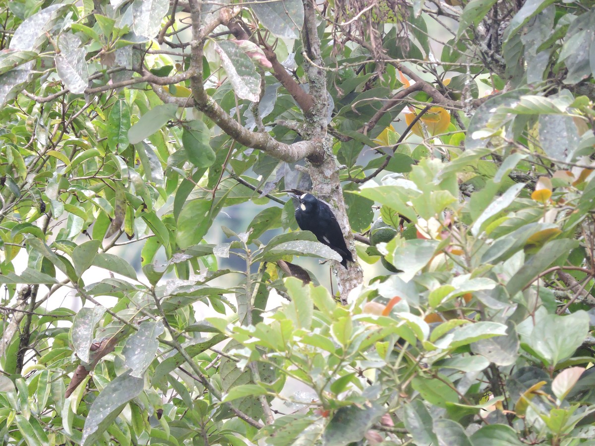 Acorn Woodpecker - ML644032549