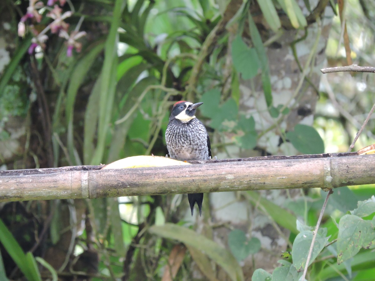 Acorn Woodpecker - ML644032550