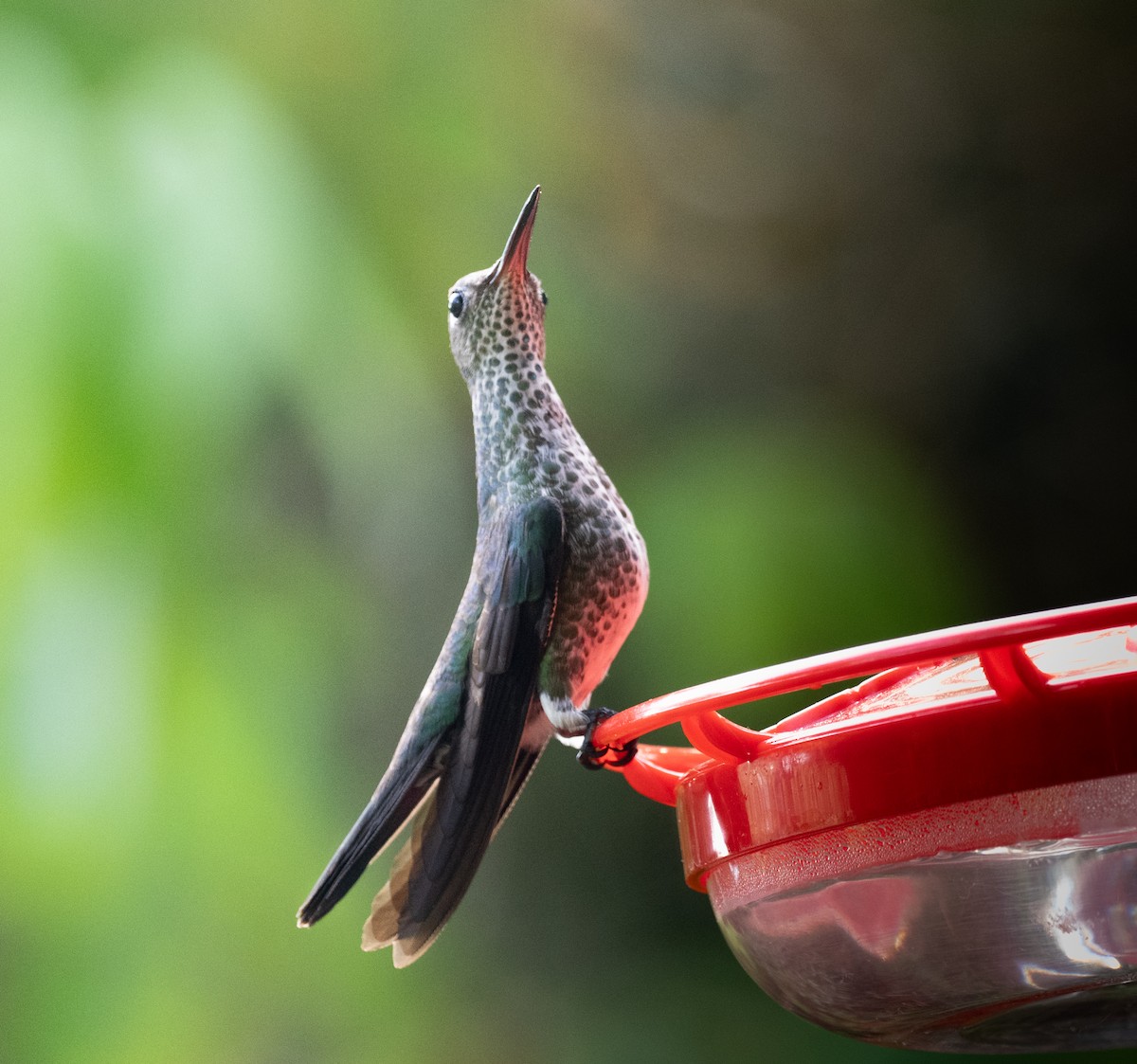 Many-spotted Hummingbird - ML644032561