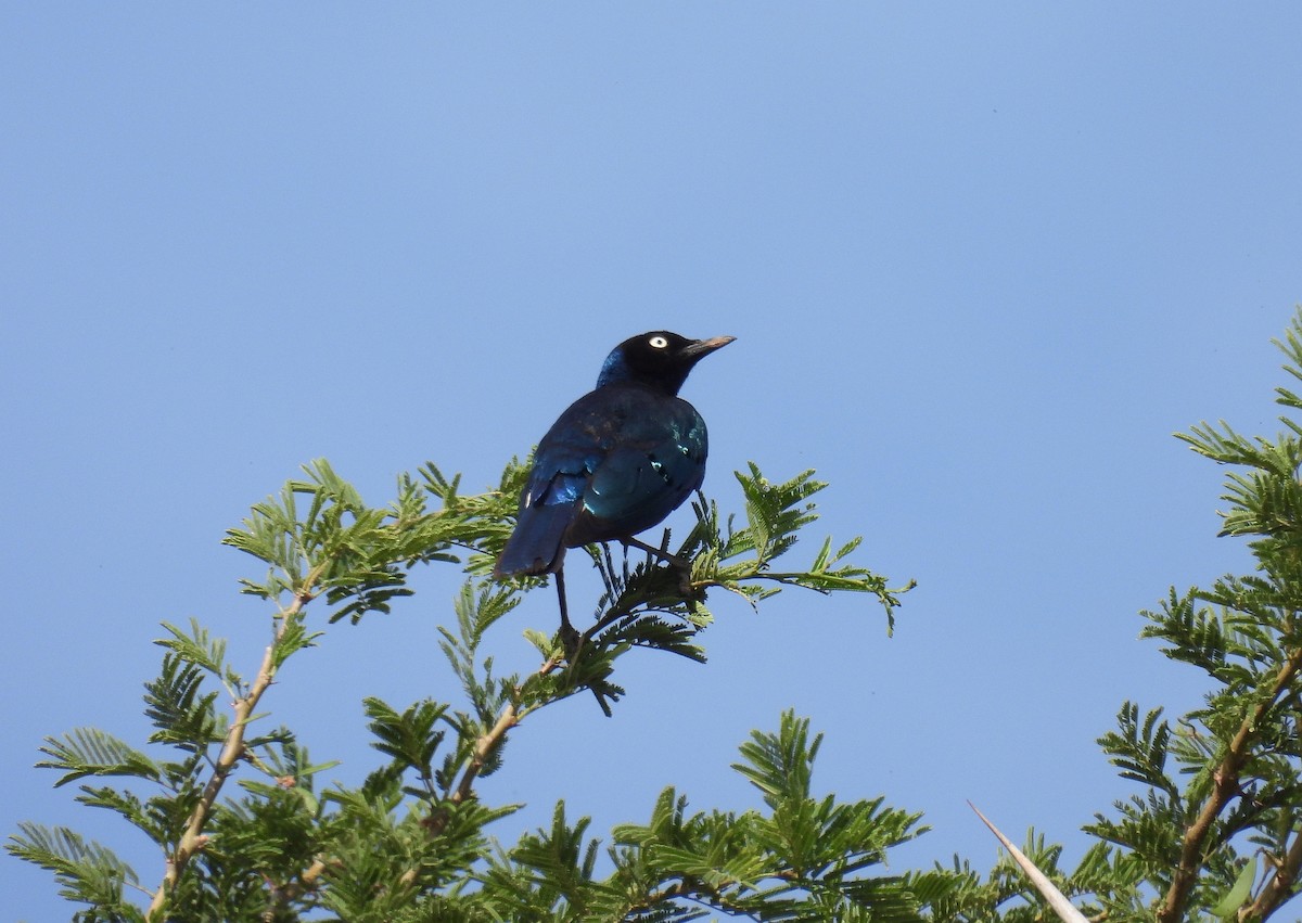 Greater Blue-eared Starling - ML644032569