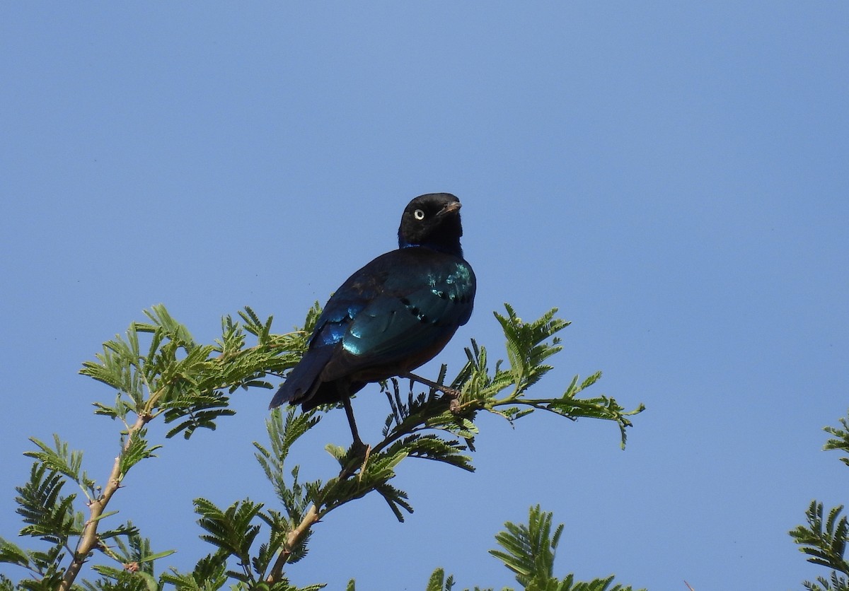 Greater Blue-eared Starling - ML644032570