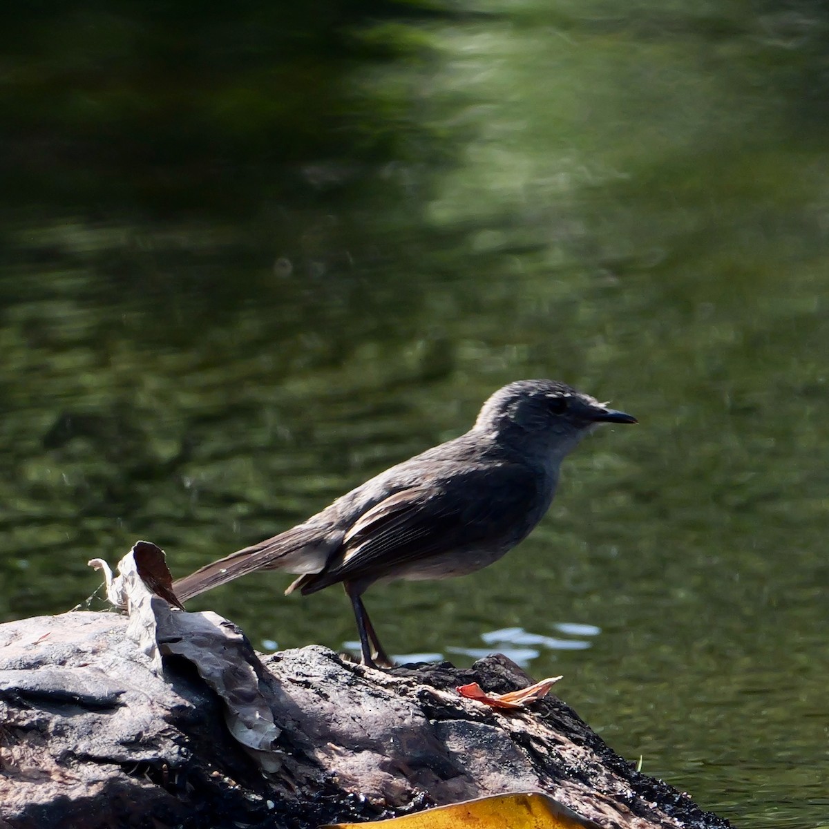 Sooty Tyrannulet - ML644032571