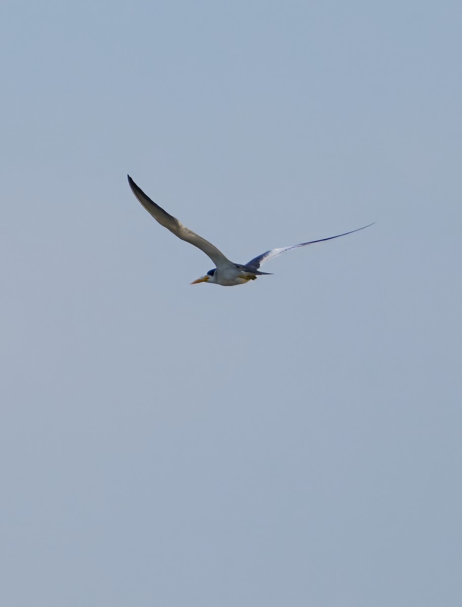 Large-billed Tern - ML644032578