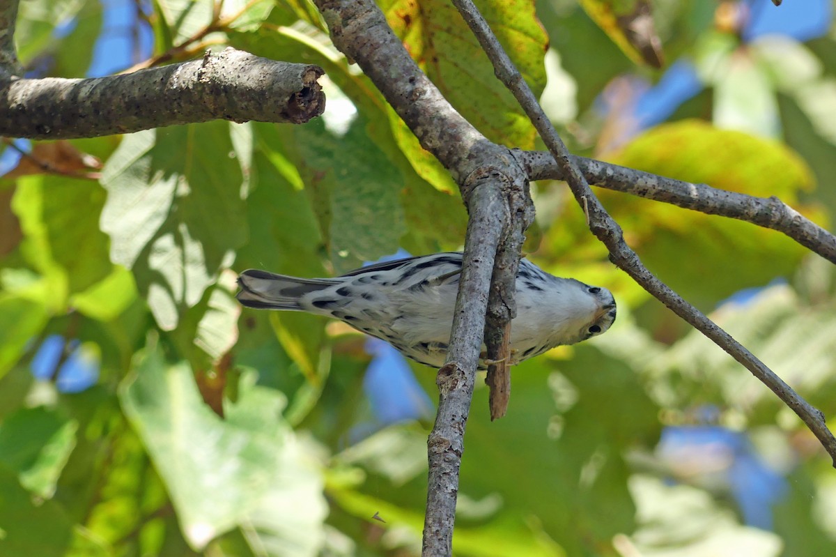Black-and-white Warbler - ML644032582