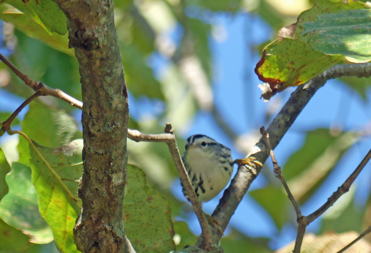 Black-and-white Warbler - ML644032584