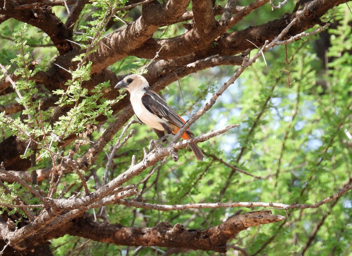 Alecto à tête blanche - ML644032602